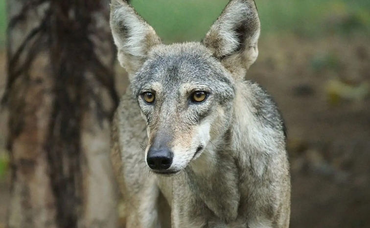 Wolves6_0.jpg 4