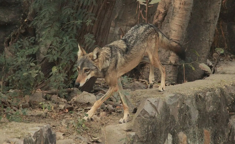 Wolves7_0.jpg 3