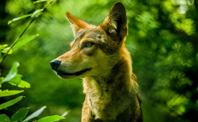 Wolves8_0.jpg 2