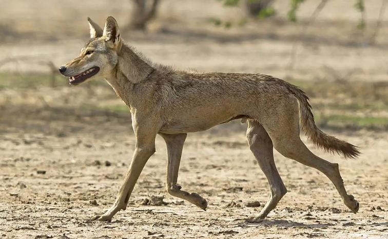 Wolves_Attack_0.jpg 6