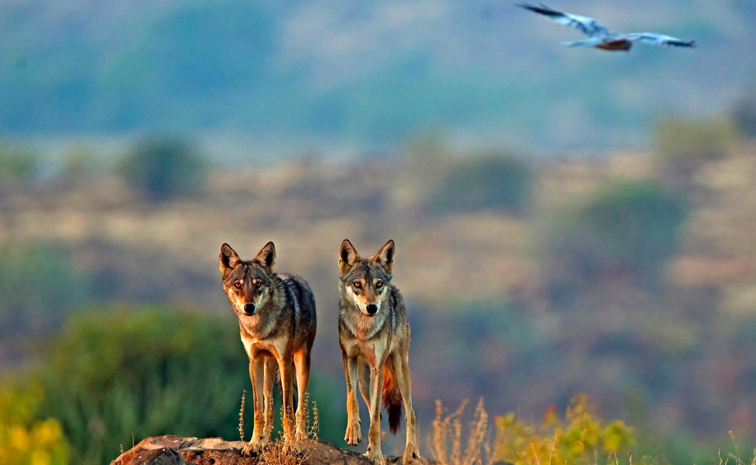 Wolves_Attack_History_India_0.jpg 1