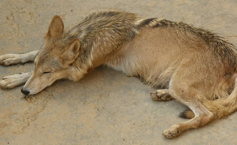 Wolves_Attacvk_0.jpg 8