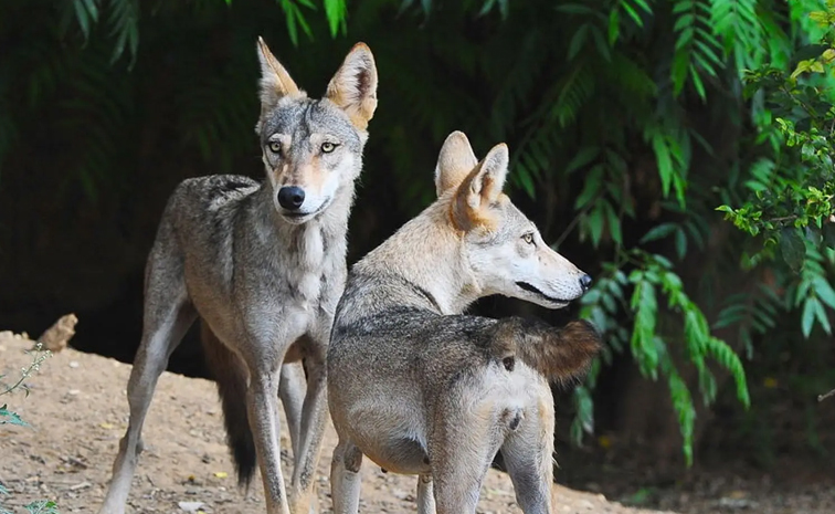 Wolves_India_0.jpg 12