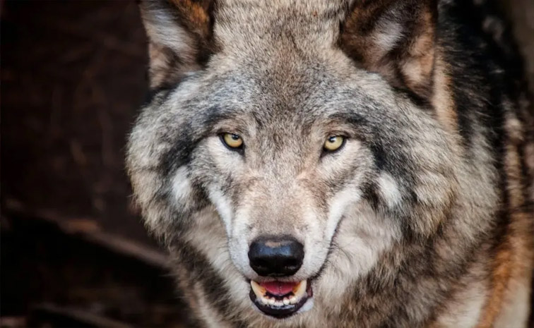 wolf.jpg