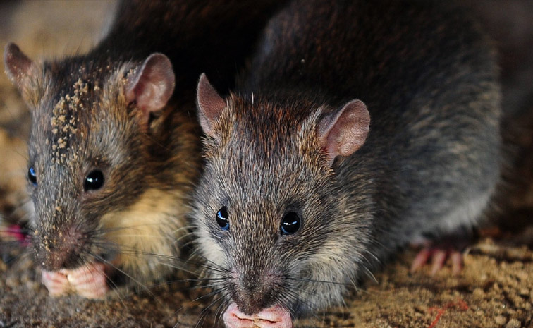 rats-main.jpg