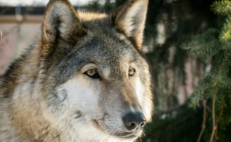wolf-main.jpg