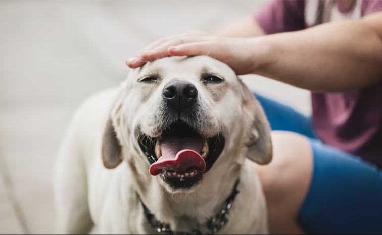 pet_20animals01.jpg