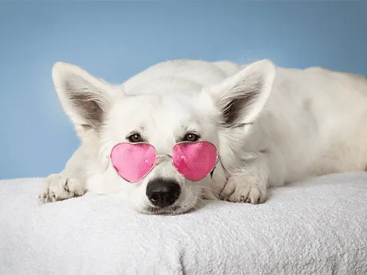Pet-Parlour_Grooming-Services-1.jpg 2