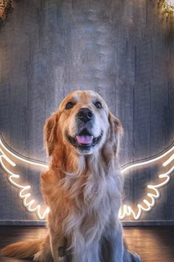 Pet-Parlour_Grooming-Services-10.jpg 11