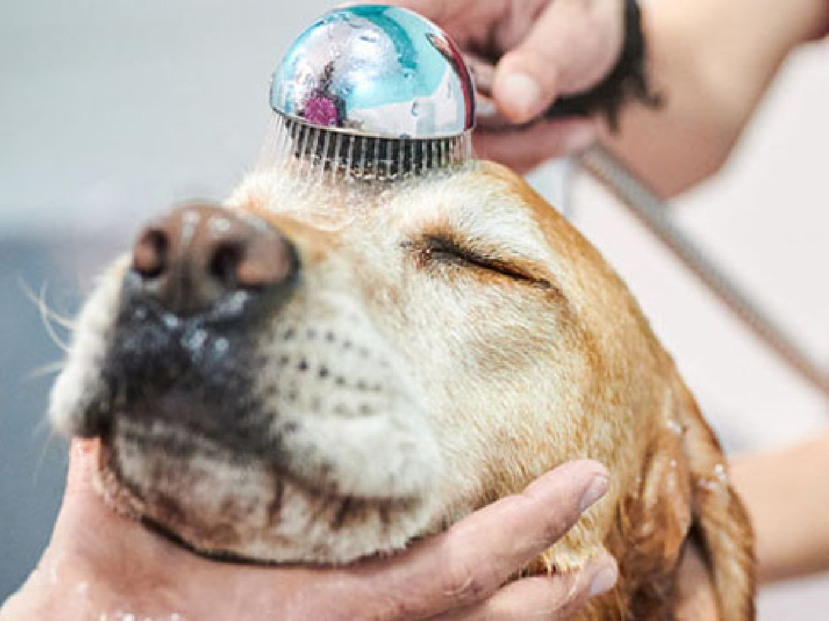 Pet-Parlour_Grooming-Services-2.jpg 3