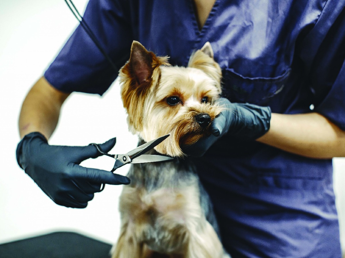 Pet-Parlour_Grooming-Services-3.jpg 4
