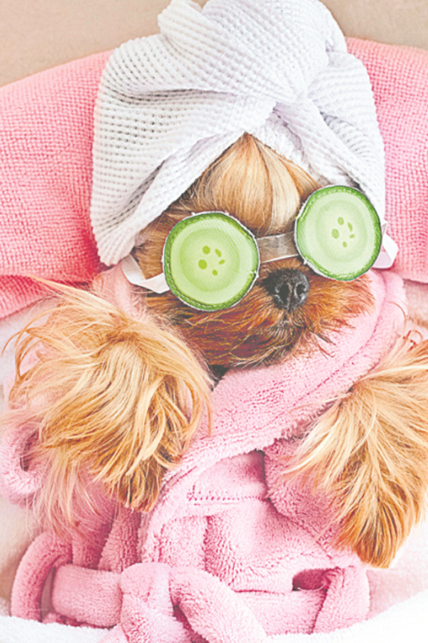 Pet-Parlour_Grooming-Services-6.jpg 7