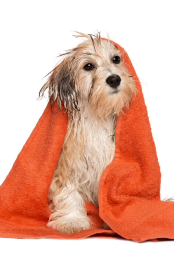 Pet-Parlour_Grooming-Services-7.jpg 8