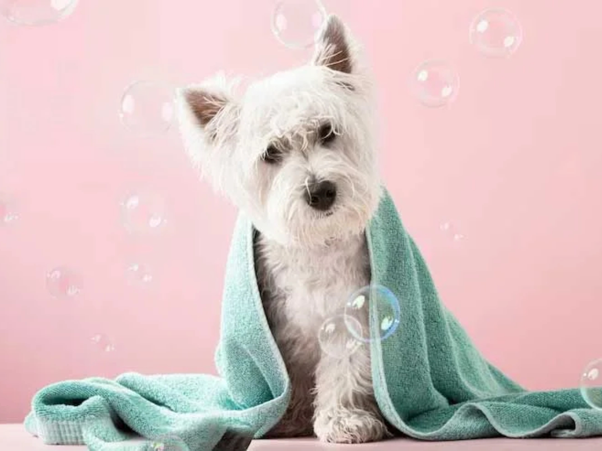 Pet-Parlour_Grooming-Services-8.jpg 9