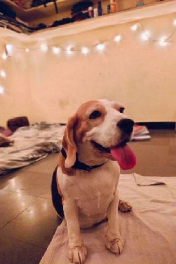 Pet-Parlour_Grooming-Services-9.jpg 10