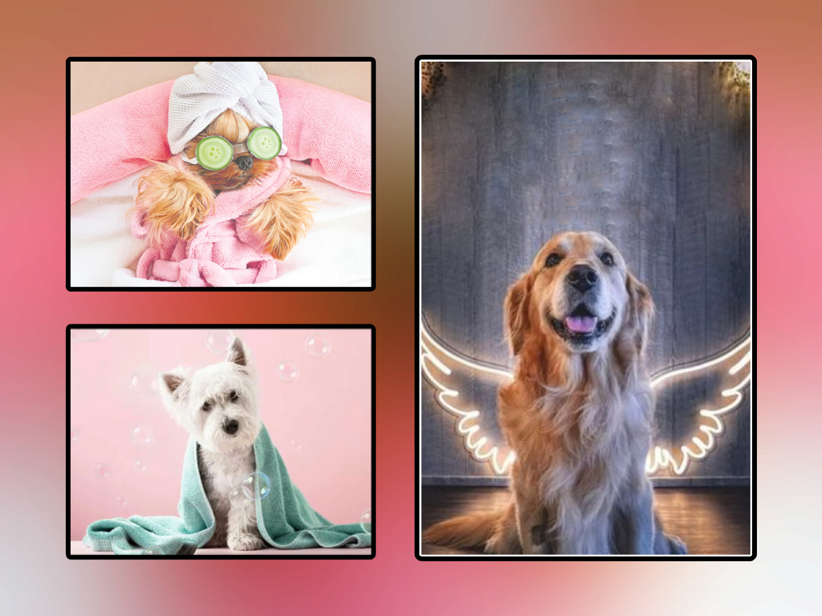 Pet-Spa-Hyderabad.jpg 1