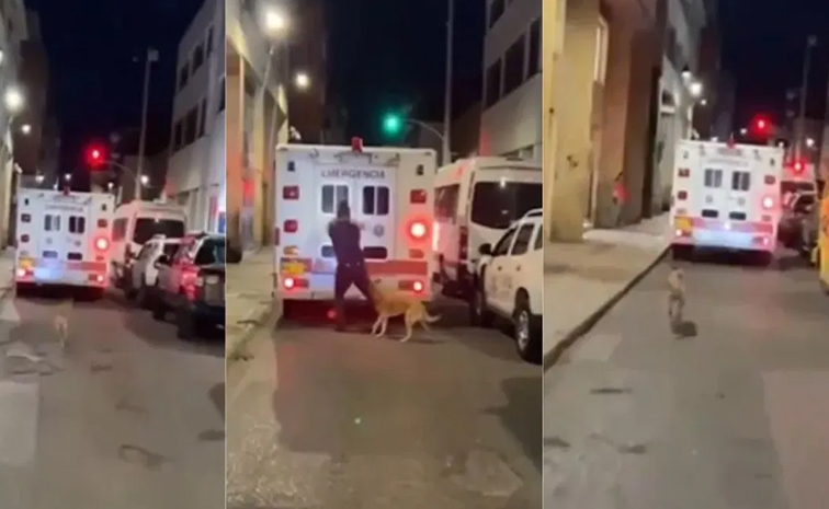 Dog_ambulance_viralvideo.jpg