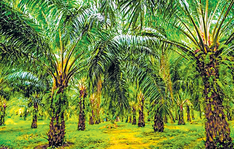 oil_20palm.jpg
