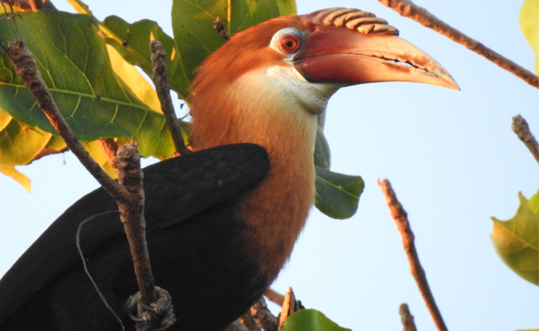 Narcondam_20hornbil.jpg