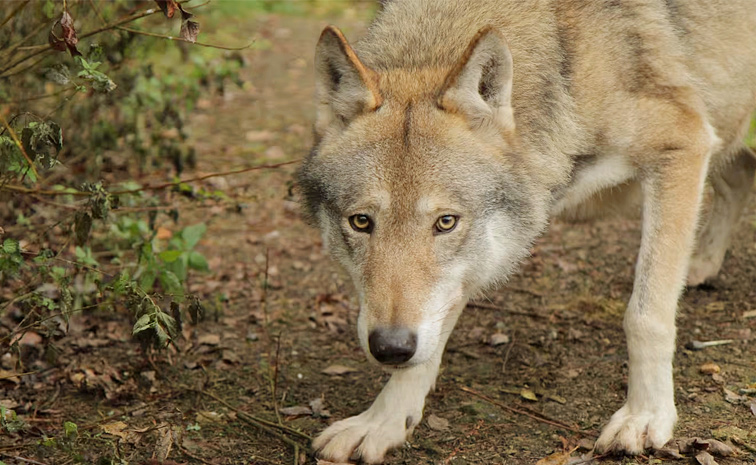 Wolf-Now-Attacks.jpg