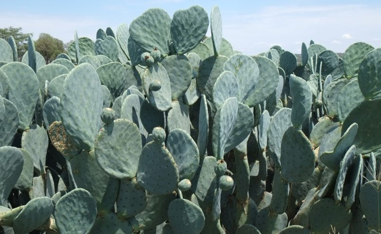 cactus-biogass.jpg