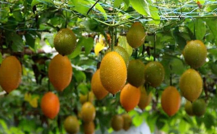 gac_20fruit.jpg