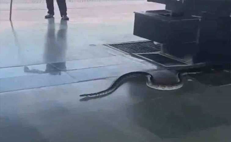 snake.jpg