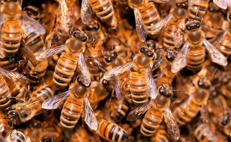 Honeybees.jpg