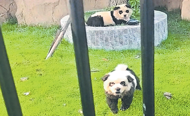 PANDA-DOGS.jpg