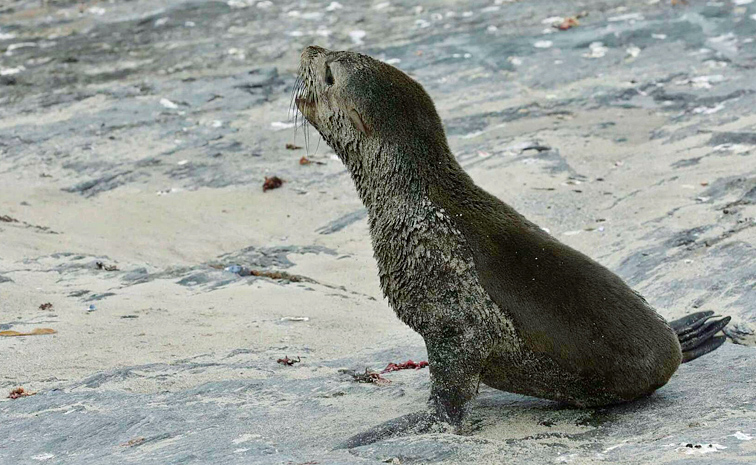 Rabies-in-Seals.jpg