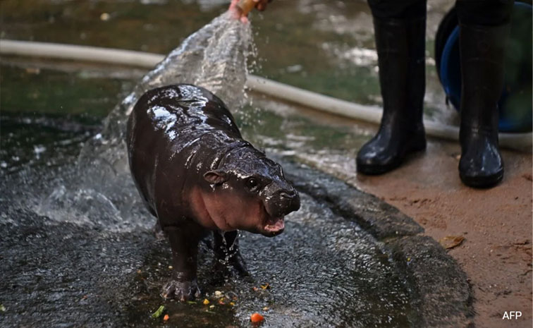 hippo11.jpg