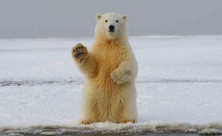 polar-bear.jpg