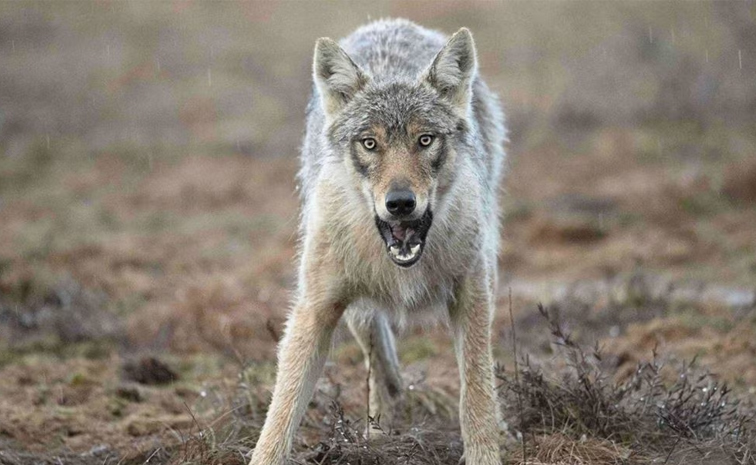 Attack-Wolves.jpg