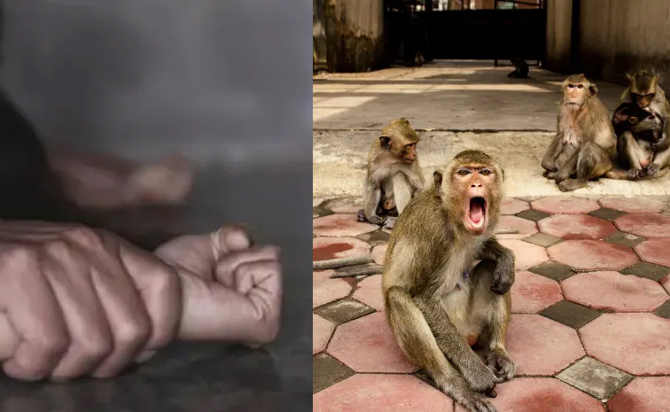 Monkeys_UP_Rape_Case.jpg