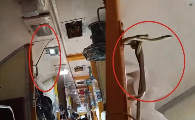 Snake-in-Train.jpg