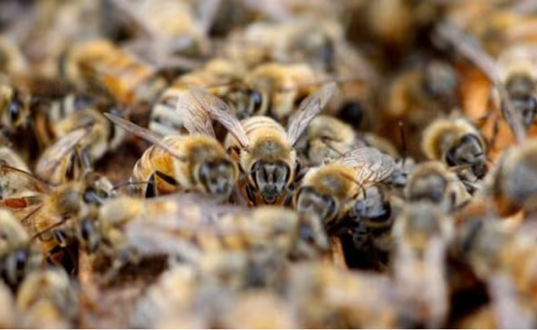 bees.jpg