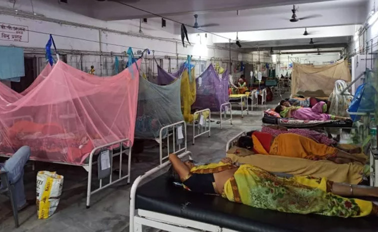 dengue.jpg