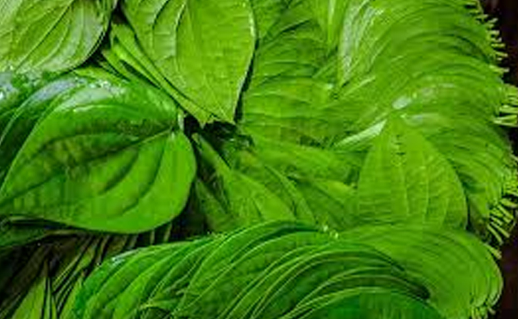 betel_20leaf.jpg
