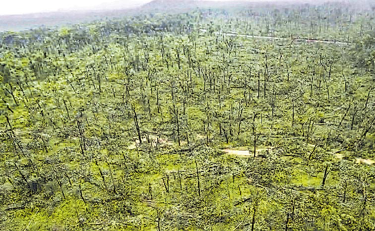 MEDARAM-FOREST-2.jpg
