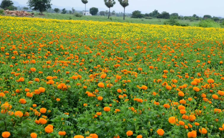 Flower_20gardens_20In_20Satya_20Sai_20District_20Dharmavaram_20Photos_20_286_29.jpg 6