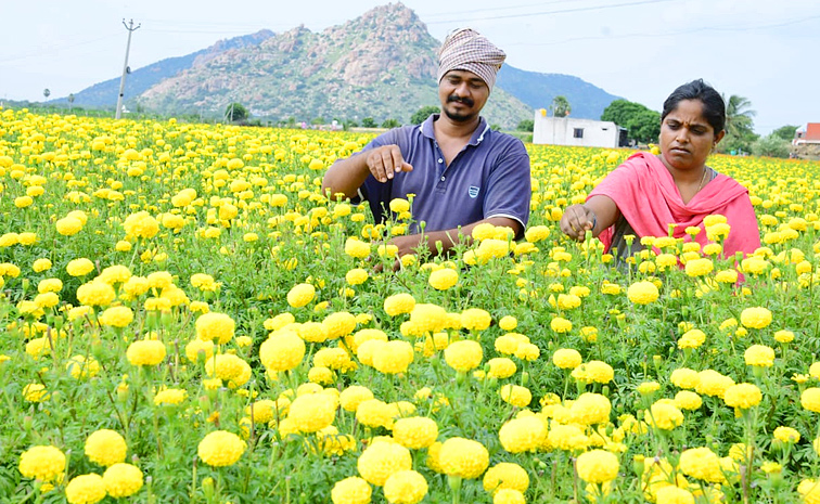 Flower_20gardens_20In_20Satya_20Sai_20District_20Dharmavaram_20Photos_20_287_29.jpg 7
