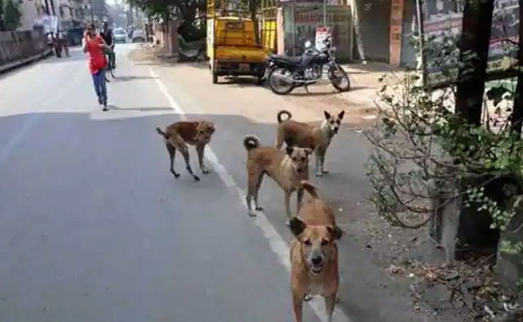 dogs-main.jpg