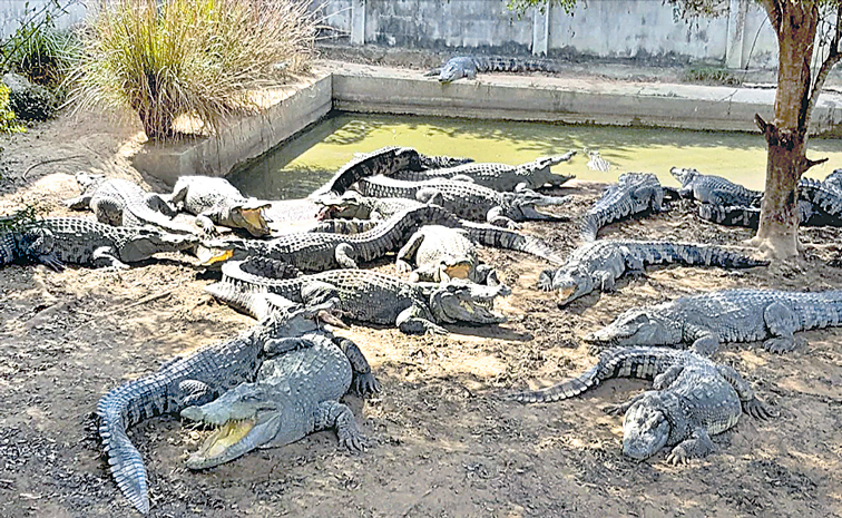 CROCODILES.jpg