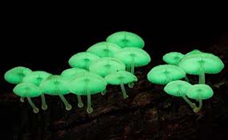 mushroom.jpg
