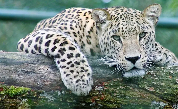 Leopard.jpg