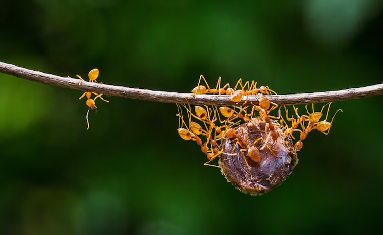 ants.jpg