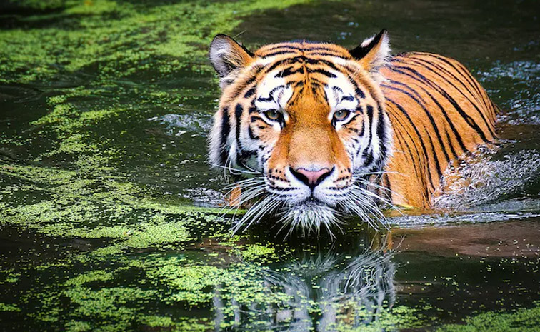 tiger_1.jpg
