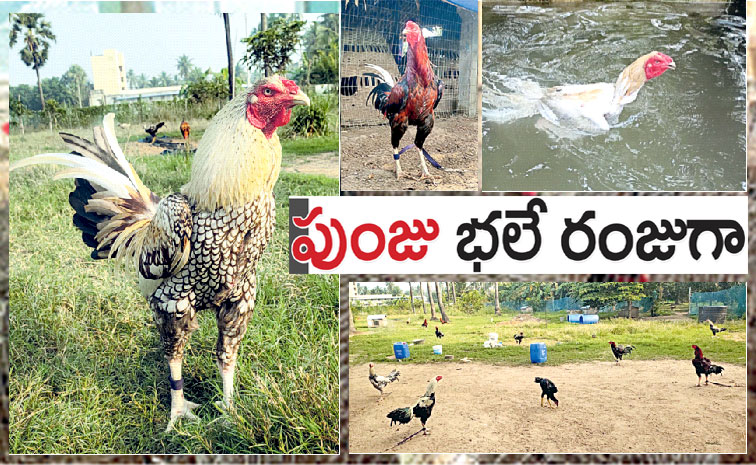 Cock-farm-Sankranthi.jpg