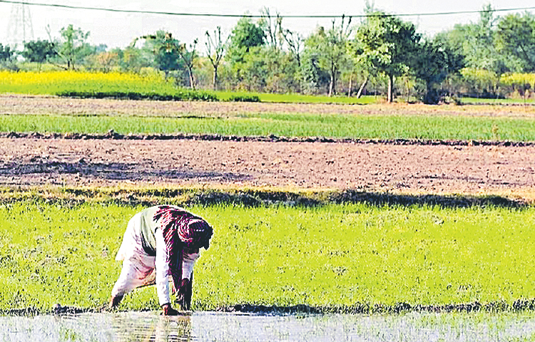 kharif.jpg