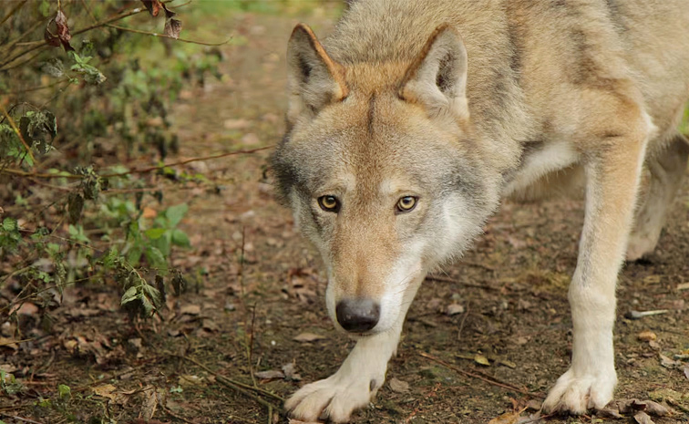 wolf.jpg